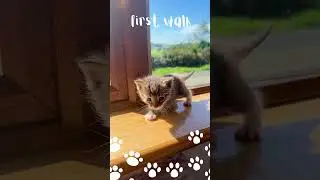 Kitten's First Steps! 😻 Precious Moments of Caution - 1  #catlove #kitten #catbond