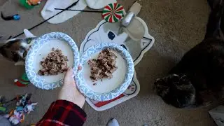 Cats feast on Fancy Feast