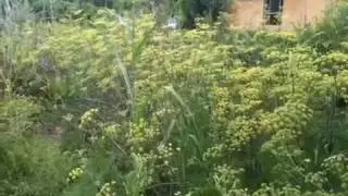 Zero Work Vegetable Garden!