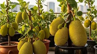 New Technique Grafting Jackfruit With Water Root Get More Fruit Than Usual​​ ,rafting Jackfruit in30