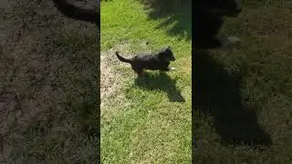 It cost me $150 at the emergency vet to find out my dog was stoned as FU*!?