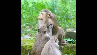 Late update Monkey Button with her first offspring Bean  Everything is going on well