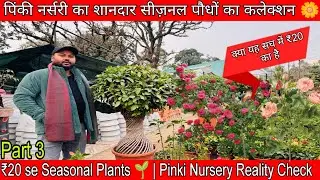 Dehradun Main ₹20 se Seasonal Plants | Pinki Nursery part 3