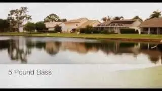 5 Pound Bass