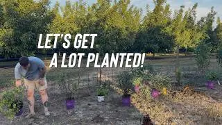 Is This Finally Starting to Look Like a Garden?