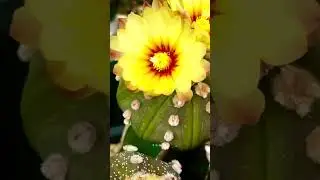 rooftop garden|terrace gardening|plantlover|cacti on bloom|Astrophytums
