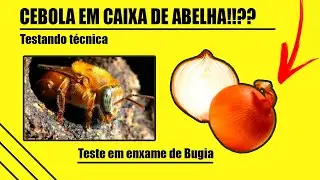 POR QUE COLOCAR CEBOLA EM CAIXA DE ABELHAS? (Testando técnica da cebola)