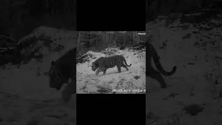 Ussuri brown bear and a Siberian tiger captured on the same trail #wildlife #nature #bear #tiger
