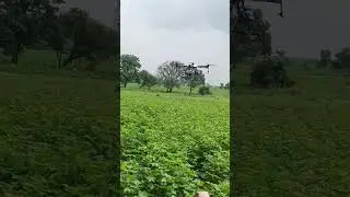 drone sprayer in cotton crop