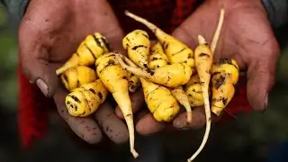 Toward MDGs: MDG-F's work on food security and nutrition