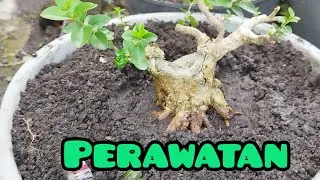 Tahap Penting Bonsai Sancang: Kontrol Akar dan Ganti Media