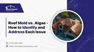 Roof Mold vs. Algae &ndash; How to Identify and Address Each Issue