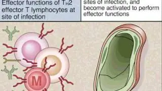 Induction, Differentiation and Effector Functions of TH2 Cells