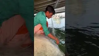 Fisherman Catching Fish with Net Trap from the Padma River 🐟🌊