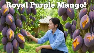 How to Harvest Royal Purple Mango | Complete Step-by-Step Process