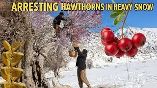 Nomadic life: Hawthorn picking in heavy snow by nomadic men