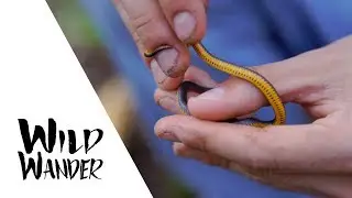 Southern Ringneck Snake &bull; WILD WANDER: Apalachicola River