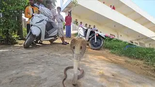 Indian sprectacled venomous cobra snake Rescue 