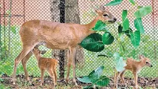 Seven New Animal Babies Born at Vizag Zoo! A Conservation Triumph 🦒🐦 @Mightypodcast 