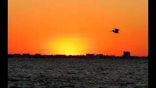 Birds of Fort Myers and Sanibel Island, Florida
