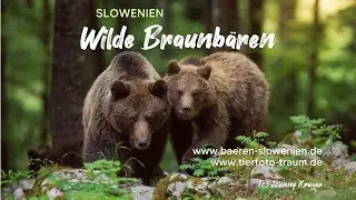SLOWENIEN WILDE BRAUNBÄREN - Tierfoto Traum Erlebnisreise
