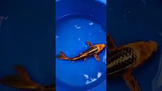 карп Кои Матцуба #продажа