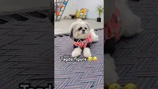 Best diet plan 🥦tagda figure 😂🤣#funny #meme #memes #dogmemes #dog #dogs #shorts #ytshorts #viral