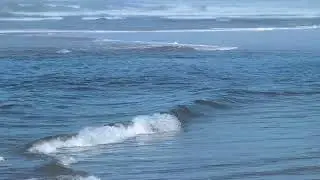 Pacific Harbor Seals   Oregon Coast August 2025