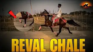 REVAL CHALE HORSE RIDING KUCHCHH GUJARAT 🐎 HORSE LOVER ANJAR KUCHCHH #horse 