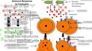 What are Antibodies