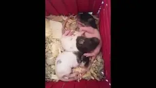 Cute sleeping baby rats 12 days old