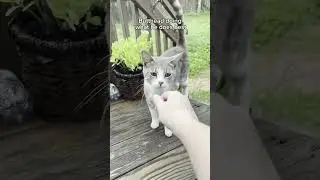 When you have a jealous cat#cat&nbsp;#catsoftiktok&nbsp;#catlover&nbsp;#funny&nbsp;#funnyvideos&nbsp;#foryou&nbsp;#fypage&nbsp;#fypツ