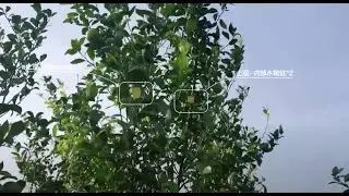T30 Orchard Spray effect