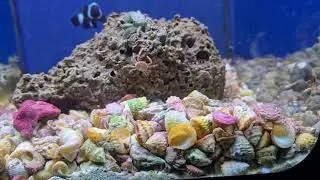 Reef Casa Studio 12 | Episode 10 Adding New Coral, BTA and Anenome Crab