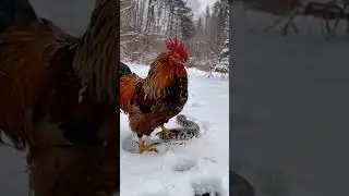 cock vs snake #animals #snake #short