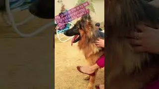 #videos #tiktok #celebration #shortvideo #wedding #dog #shortvideo #youtubeshorts #love #song