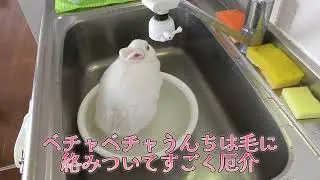 ウサギのお尻を洗います！