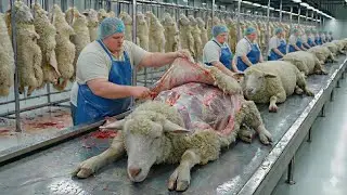 Advanced Sheep Farming for Meat & Leather Production | A Fully Automated Future Industry