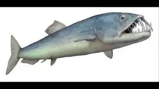 Prehistoric Information- Enchodus