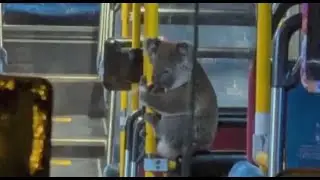 Koala Hitches Ride on Australian Bus Before Release Back Into the Wild