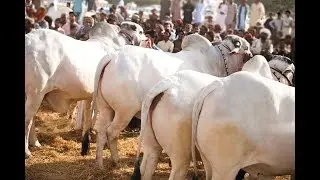 Sibi mela 2018 || 6 Dant Complete  Muqabala || Sibi bull Lovers Sibi Bhagnari