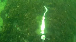 fluke fishing  the manasquan river with a water wolf camera