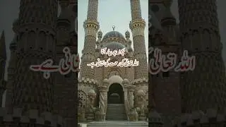 Unveiling the Love of Bachhon: A Short Islamic Status