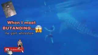 MEET the BUTANDING (the giant whaleshark) II Yvan Antonio
