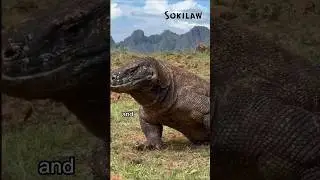 Komodo Dragon &ndash; The Real Life Dragon of Indonesia #viralanimals #trendinganimals #viralshorts