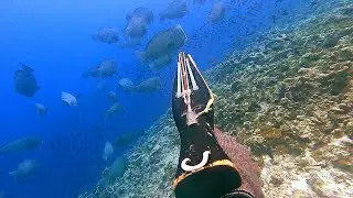 Berburu Ikan Dinosaurus Penghuni Laut Banda