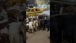 Kolkata Bakra Mandi @AsiaBakriMandi #trending #shorts