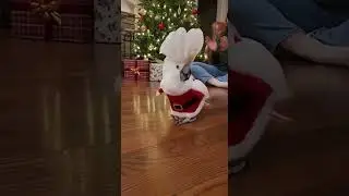 Santa Bird Steals the Christmas Dance Floor 🎄🦜😂
