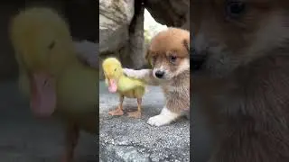 Duckling Meets Cats and Dogs: Adorable Animal Interactions #cuteanimals