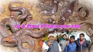 घर के दीवाल में निकला उल्फ़ स्नैक घर वाले हुए परेशान #rescue #animalrescue #snake 